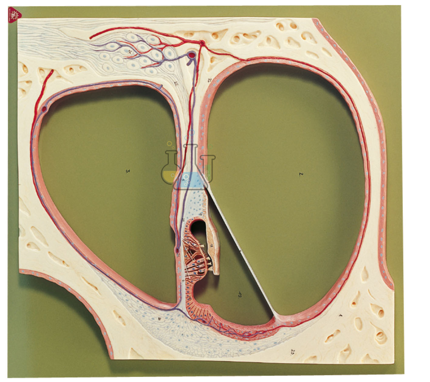 Section Through The Middle Turn Of The Model Snail